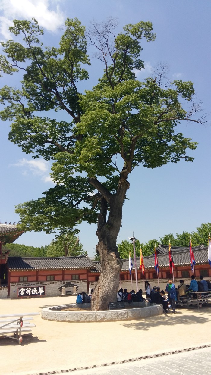 Hwaseong Haenggung Palace tree